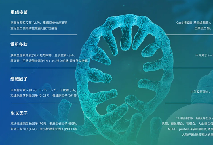 Yaohai Bio-Service | 重组蛋白中试放大服务概览